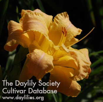 Daylily Double Peacemaker